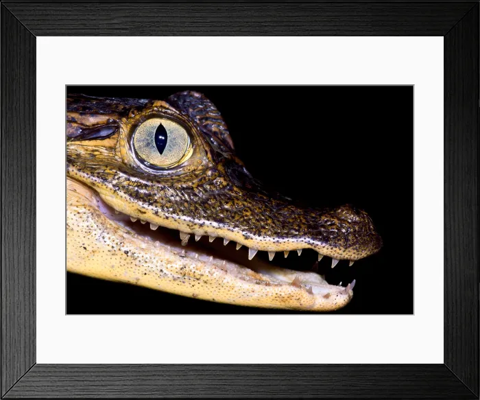 Framed Print : Common Caiman Framed Print : Common Caiman