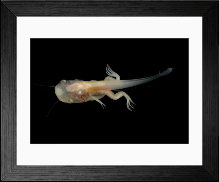 Framed Print : African Clawed Frog tadpole