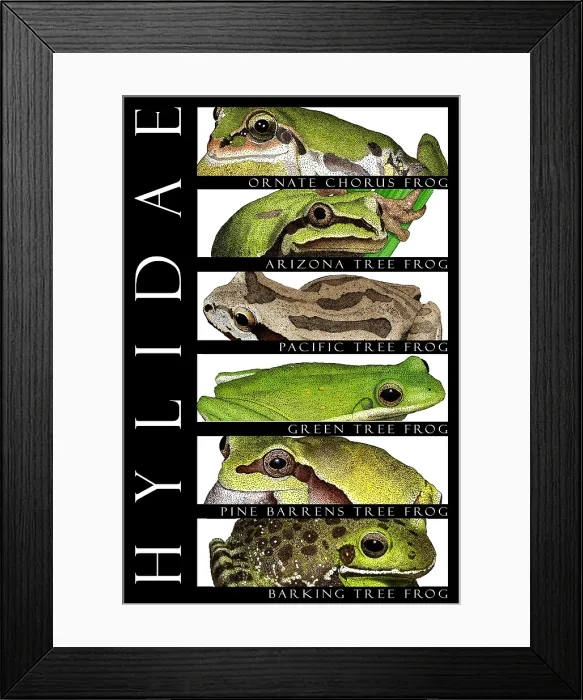 Framed Print : Frogs, Poster Framed Print : Frogs, Poster