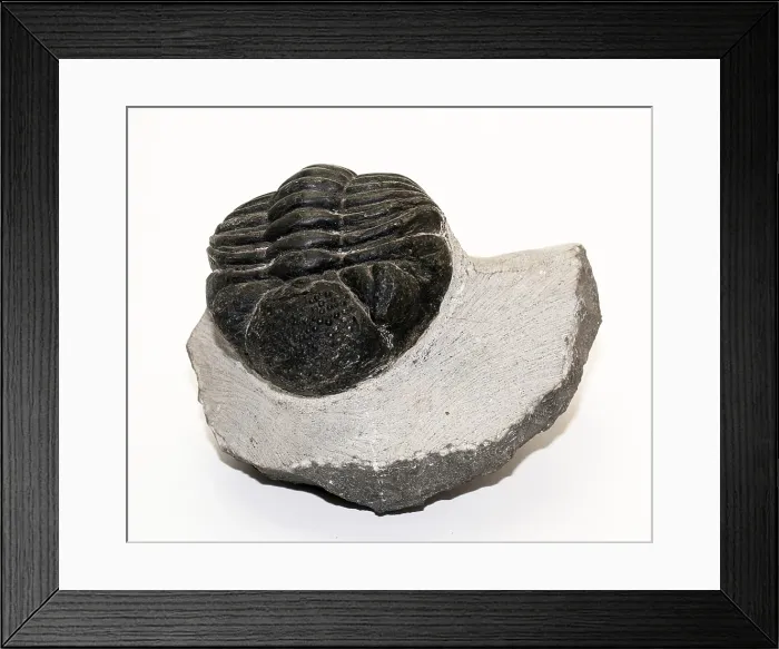 Framed Print : Trilobite Fossil, Drotops megalomanicus Framed Print : Trilobite Fossil, Drotops megalomanicus