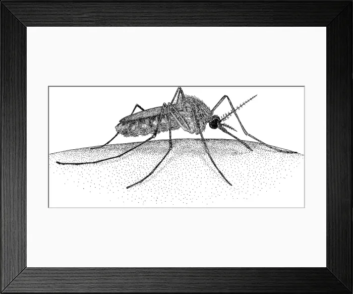 Framed Print : Mosquito. Pen and ink illustration of a Mosquito (Culex Pipiens) Framed Print : Mosquito. Pen and ink illustration of a Mosquito (Culex Pipiens)