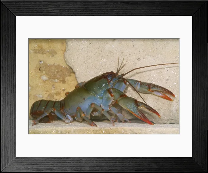 Framed Print : Devil Crayfish