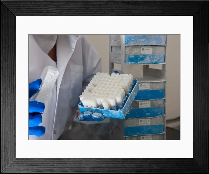 Framed Print : Researcher with Human Tissue Samples Framed Print : Researcher with Human Tissue Samples