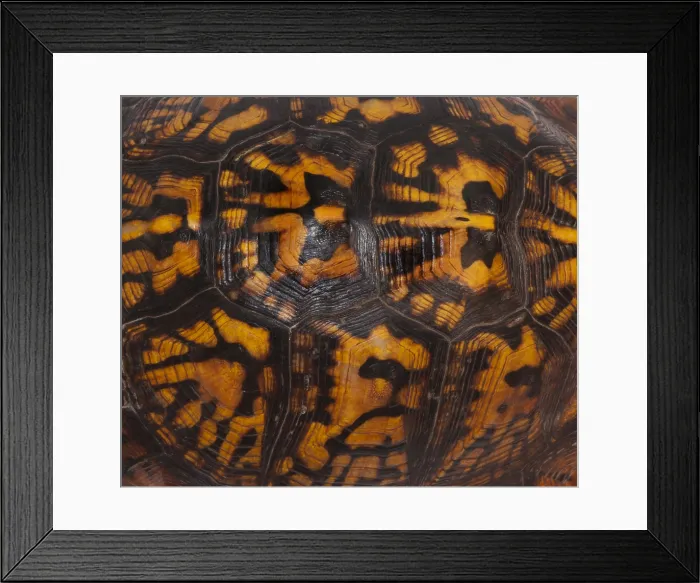 Framed Print : Eastern Box Turtle, Shell Pattern Framed Print : Eastern Box Turtle, Shell Pattern