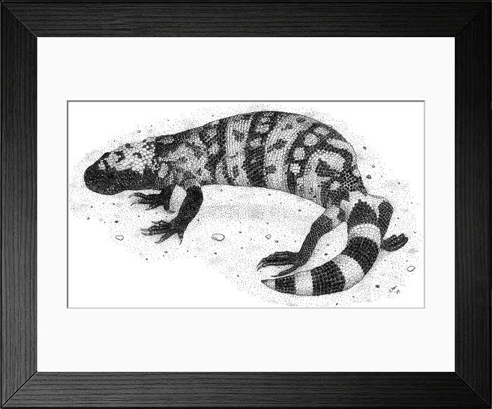 Framed Print : Gila Monster Framed Print : Gila Monster