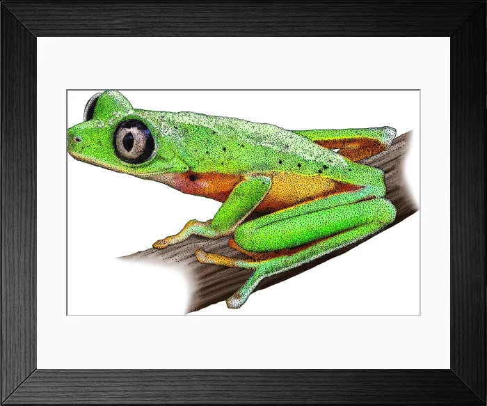 Framed Print : Lemur Leaf Frog, Illustration