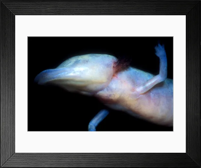 Framed Print : Texas Blind Salamander Framed Print : Texas Blind Salamander