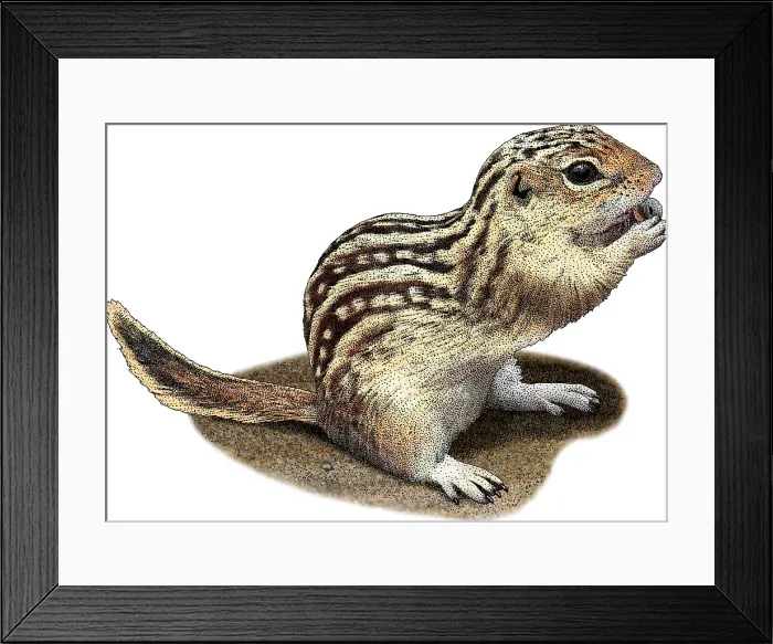 Framed Print : Thirteen-lined Ground Squirrel, Illustration