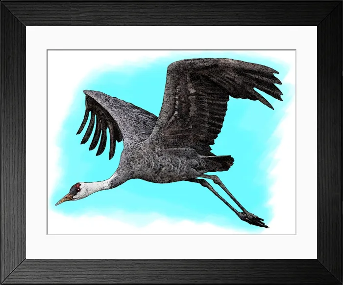 Framed Print : Hooded Crane Framed Print : Hooded Crane