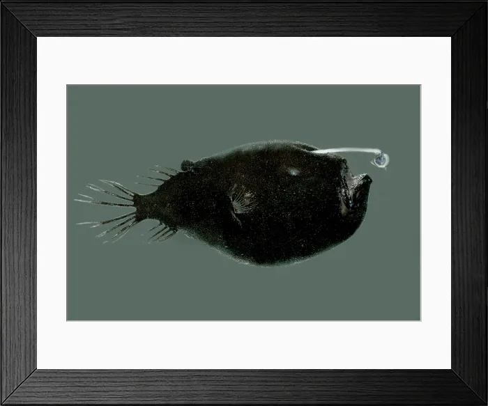 Framed Print : Triplewart Seadevil Framed Print : Triplewart Seadevil
