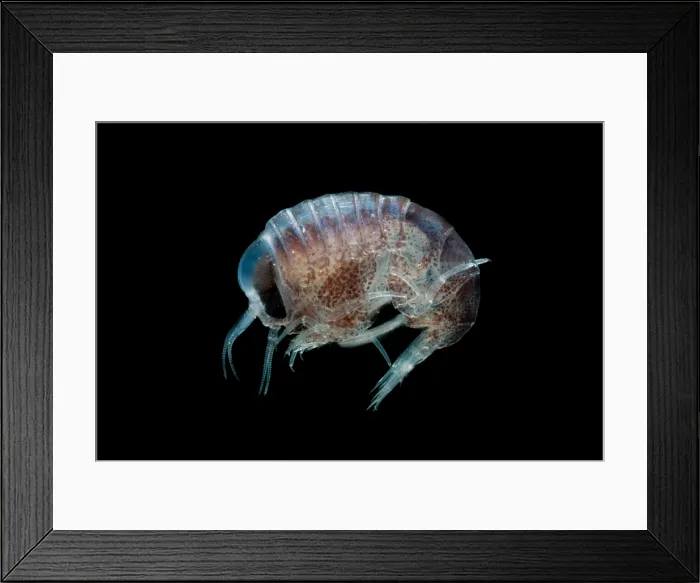 Framed Print : Pelagic Amphipod Framed Print : Pelagic Amphipod