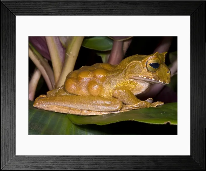 Framed Print : Marsupial Frog