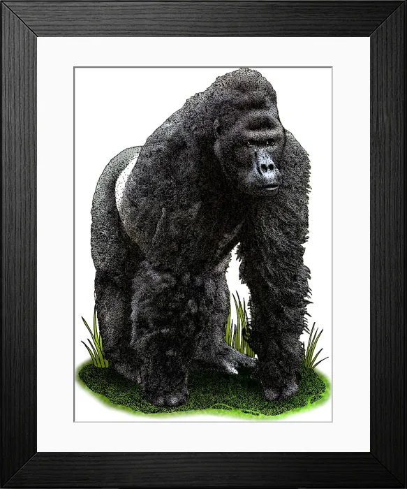 Framed Print : Eastern Lowland Gorilla Framed Print : Eastern Lowland Gorilla