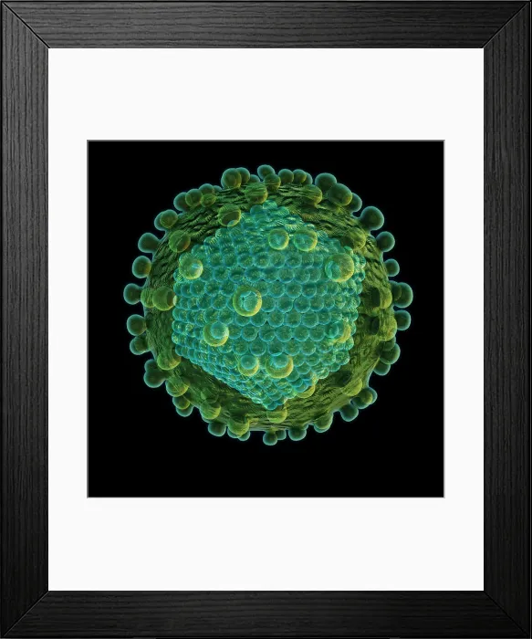 Framed Print : Hepatitis C Virus Framed Print : Hepatitis C Virus