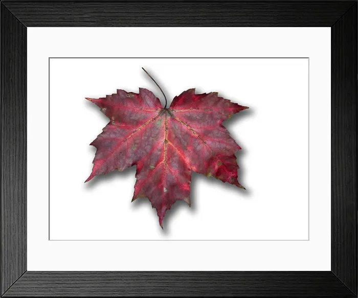 Framed Print : Red Maple Leaf Framed Print : Red Maple Leaf