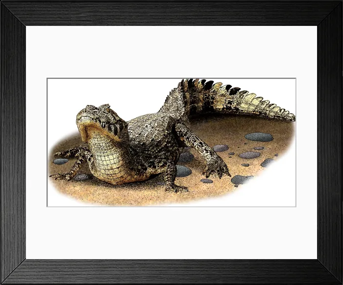 Framed Print : Yacare Caiman