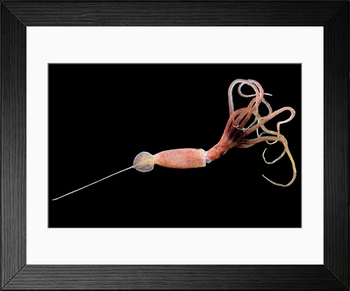 Framed Print : Joubin's squid (Joubiniteuthis portieri) Framed Print : Joubin's squid (Joubiniteuthis portieri)