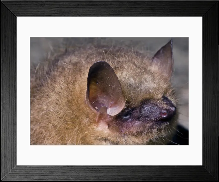Framed Print : Tricolor Bat (Perimyotis subflavus) Framed Print : Tricolor Bat (Perimyotis subflavus)