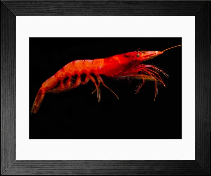 Framed Print : Mesopelagic Crustacean (Sergia robusta)