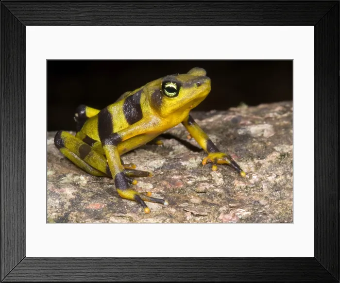 Framed Print : Harlequin Toad Framed Print : Harlequin Toad