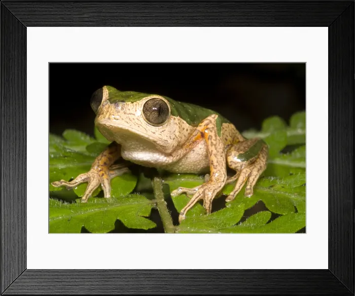 Framed Print : Monkey Frog Framed Print : Monkey Frog