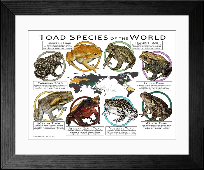 Framed Print : Toad Species of the World
