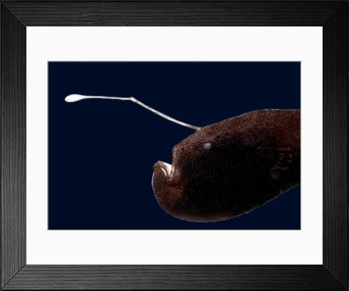 Framed Print : Stargazing Seadevil (Ceratias uranoscopus) Framed Print : Stargazing Seadevil (Ceratias uranoscopus)