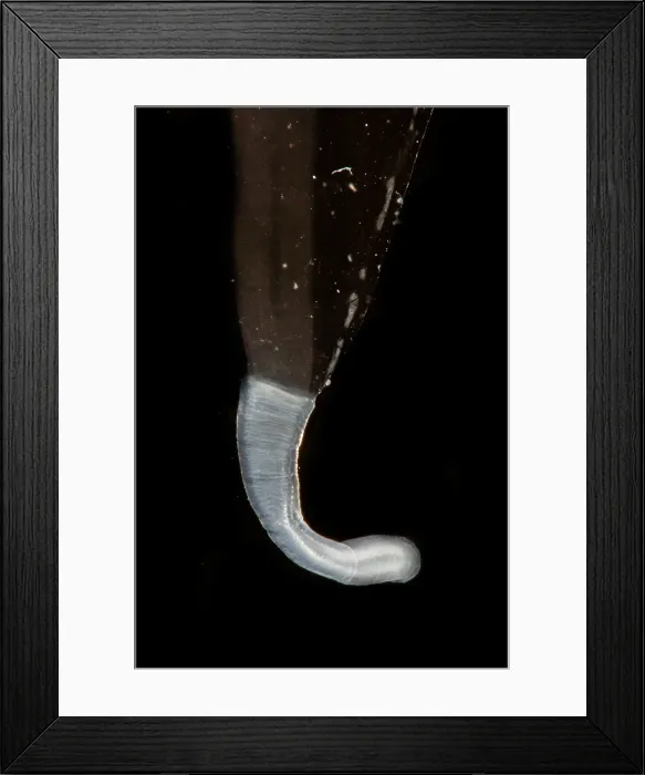 Framed Print : Box Jelly or 'Sea Wasp'