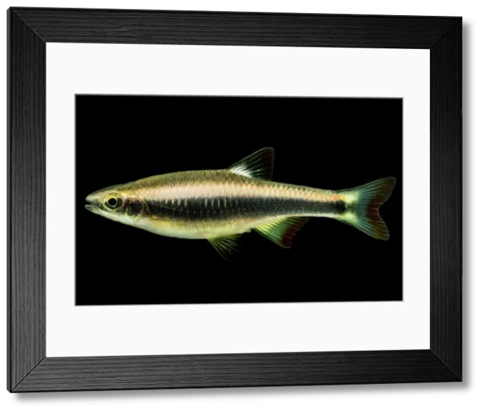 Framed Print : Flagfin Shiner (Pteronotropis signipinnis) Framed Print : Flagfin Shiner (Pteronotropis signipinnis)