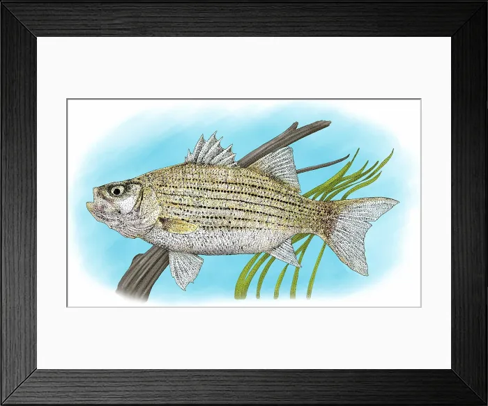 Framed Print : White Bass