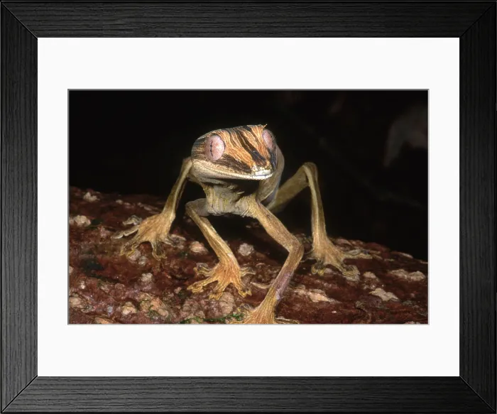 Framed Print : Leaf-tail Gecko Framed Print : Leaf-tail Gecko