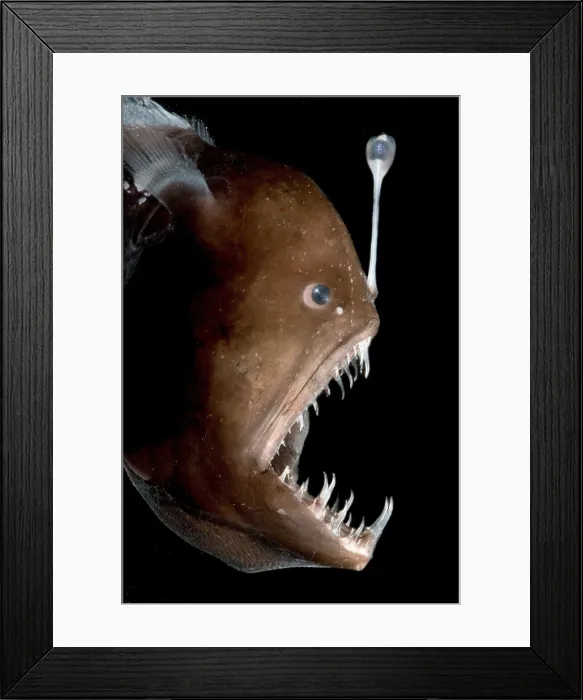 Framed Print : Johnson's Abyssal Seadevil Framed Print : Johnson's Abyssal Seadevil