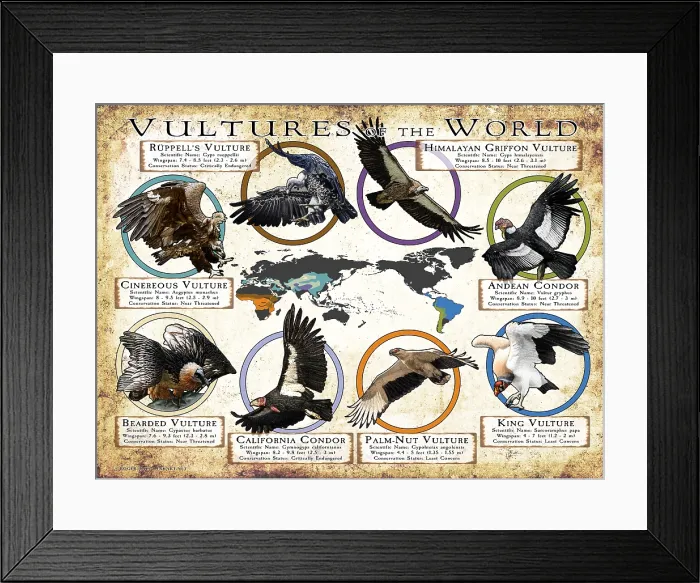 Framed Print : Vultures of the World