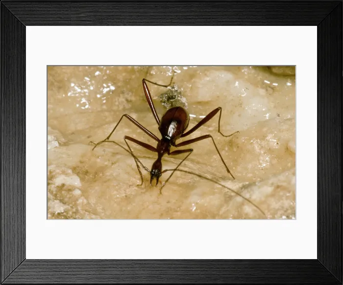 Framed Print : Cave Beetle (Xuedytes sp.)