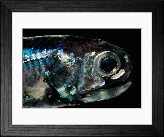 Framed Print : Blunt-face Lampfish
