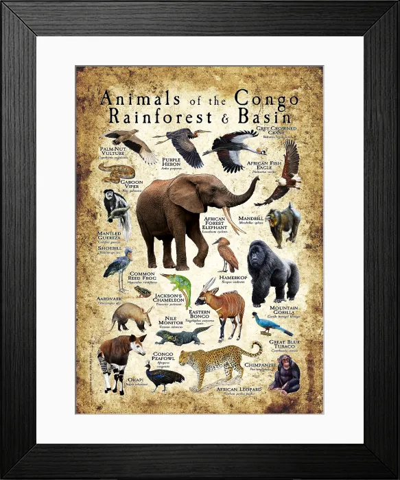 Framed Print : Animals of the Congo Rainforest and Basin Framed Print : Animals of the Congo Rainforest and Basin