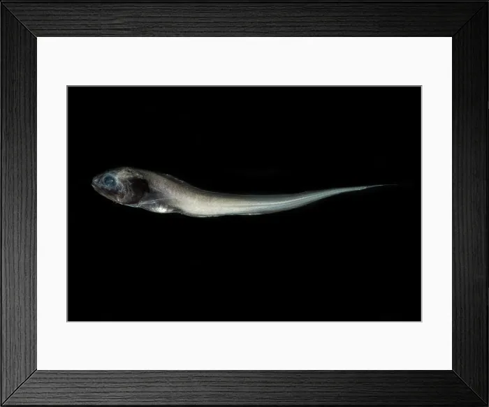Framed Print : Digitate Cusk Eel (Dicrolene introniger) Framed Print : Digitate Cusk Eel (Dicrolene introniger)