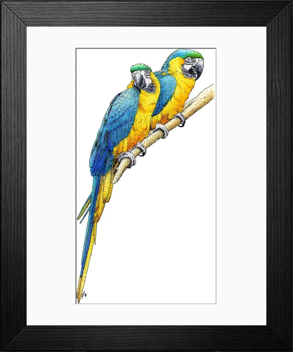 Framed Print : Blue-and-yellow Macaws Framed Print : Blue-and-yellow Macaws