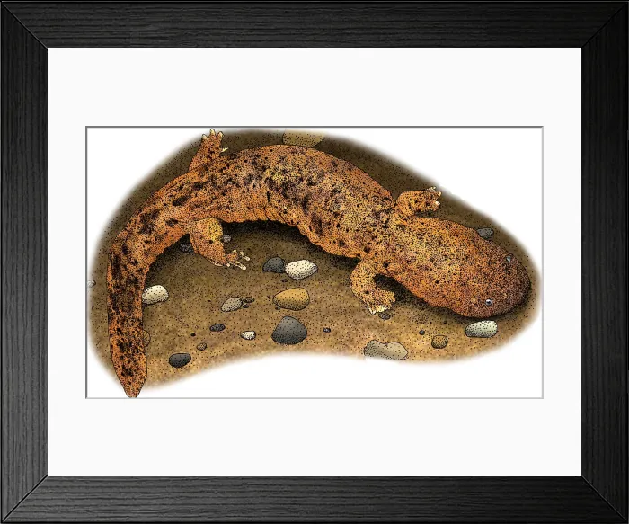 Framed Print : Eastern Hellbender