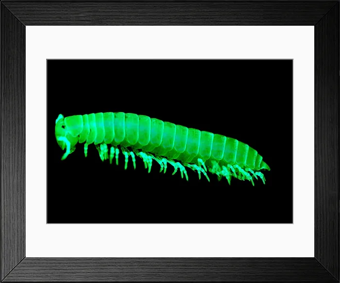 Framed Print : Fluorescent Millipede Framed Print : Fluorescent Millipede