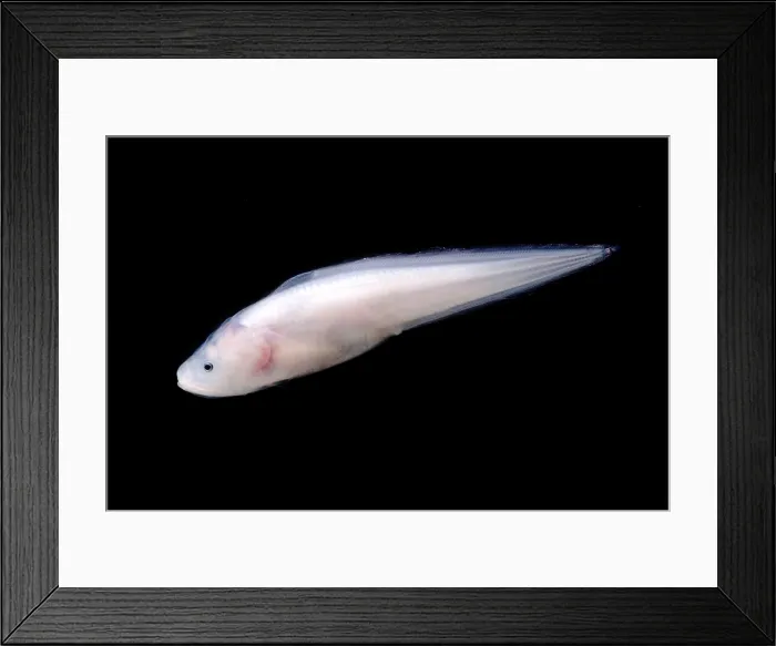 Framed Print : Cusk Eel (Luciobrotula corethromycter) Framed Print : Cusk Eel (Luciobrotula corethromycter)