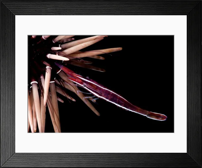 Framed Print : White Stripe Urchin Shrimp Framed Print : White Stripe Urchin Shrimp
