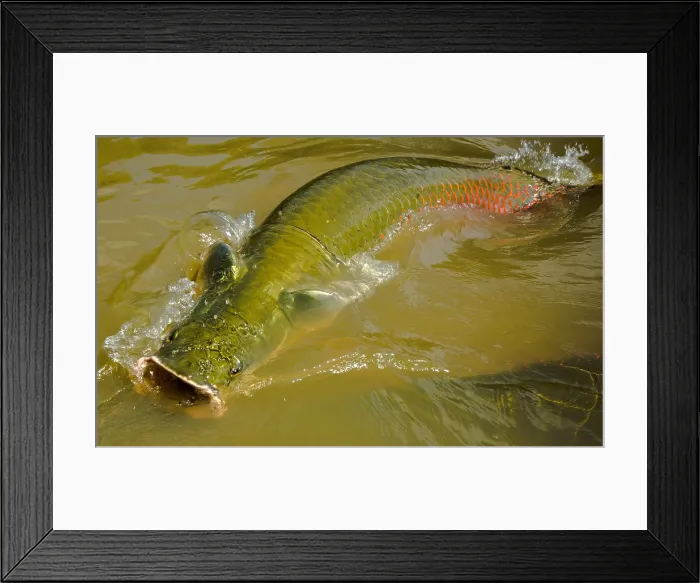 Framed Print : Pirarucu or Arapaima Framed Print : Pirarucu or Arapaima