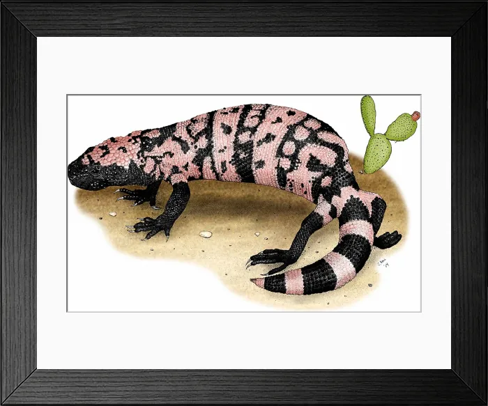 Framed Print : Gila Monster