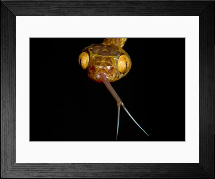 Framed Print : Blunthead Tree Snake Framed Print : Blunthead Tree Snake
