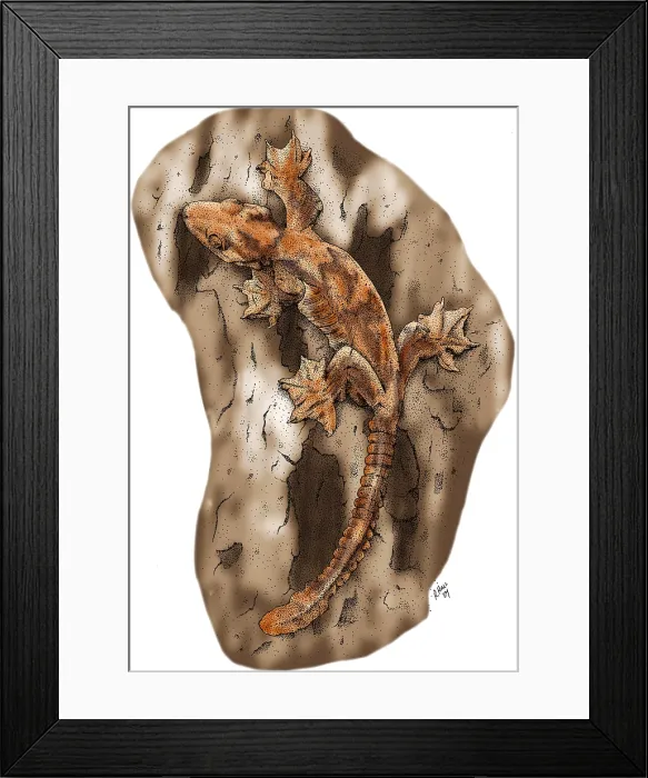 Framed Print : Flying Gecko
