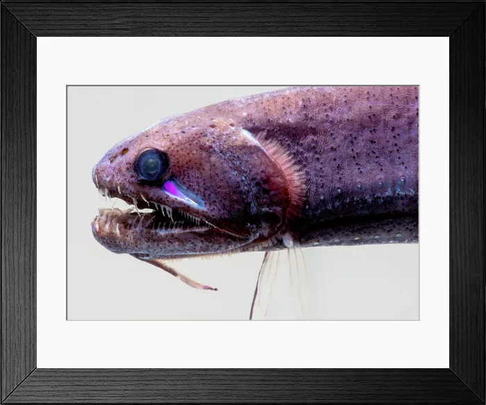 Framed Print : Threadfin Dragonfish, Echiostoma barbatum Framed Print : Threadfin Dragonfish, Echiostoma barbatum