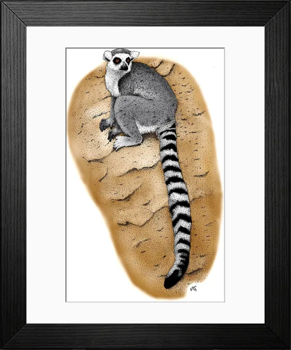 Framed Print : Ring Tailed Lemur Framed Print : Ring Tailed Lemur