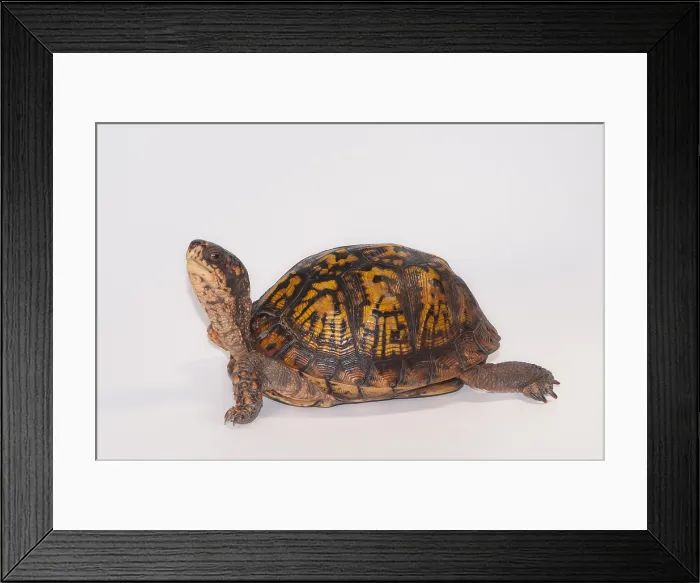 Framed Print : Eastern Box Turtle (T. c. carolina)