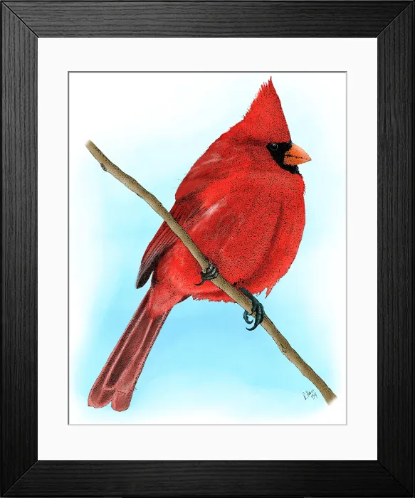 Framed Print : Northern Cardinal
